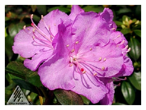 RHODODENDRON x 'Northern Starburst'